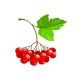 Icon (6)
